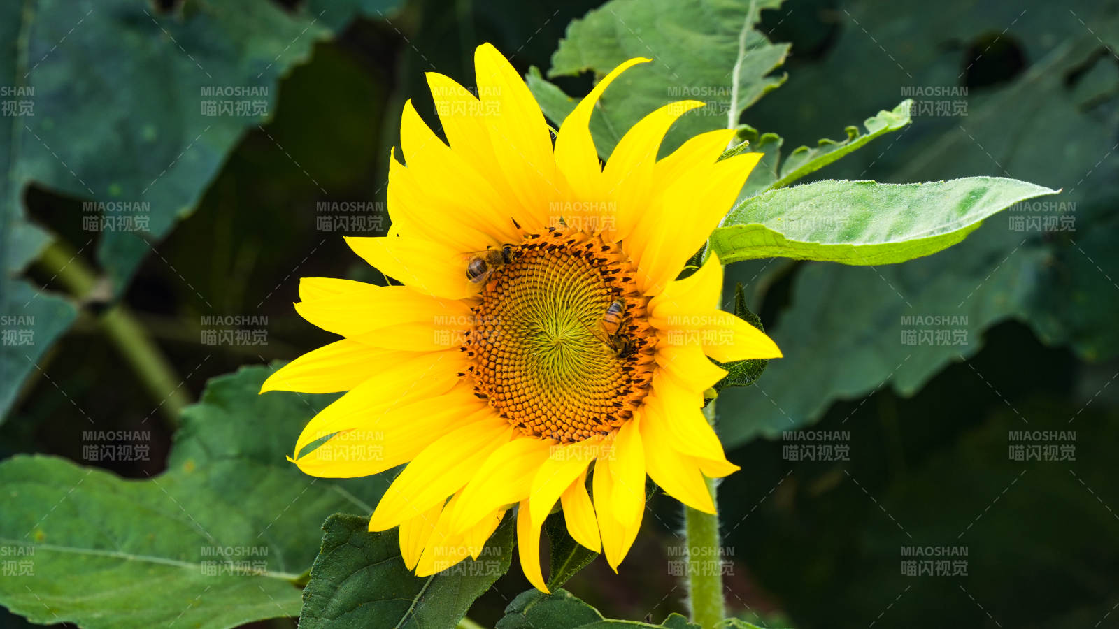 向日葵上的蜜蜂图片