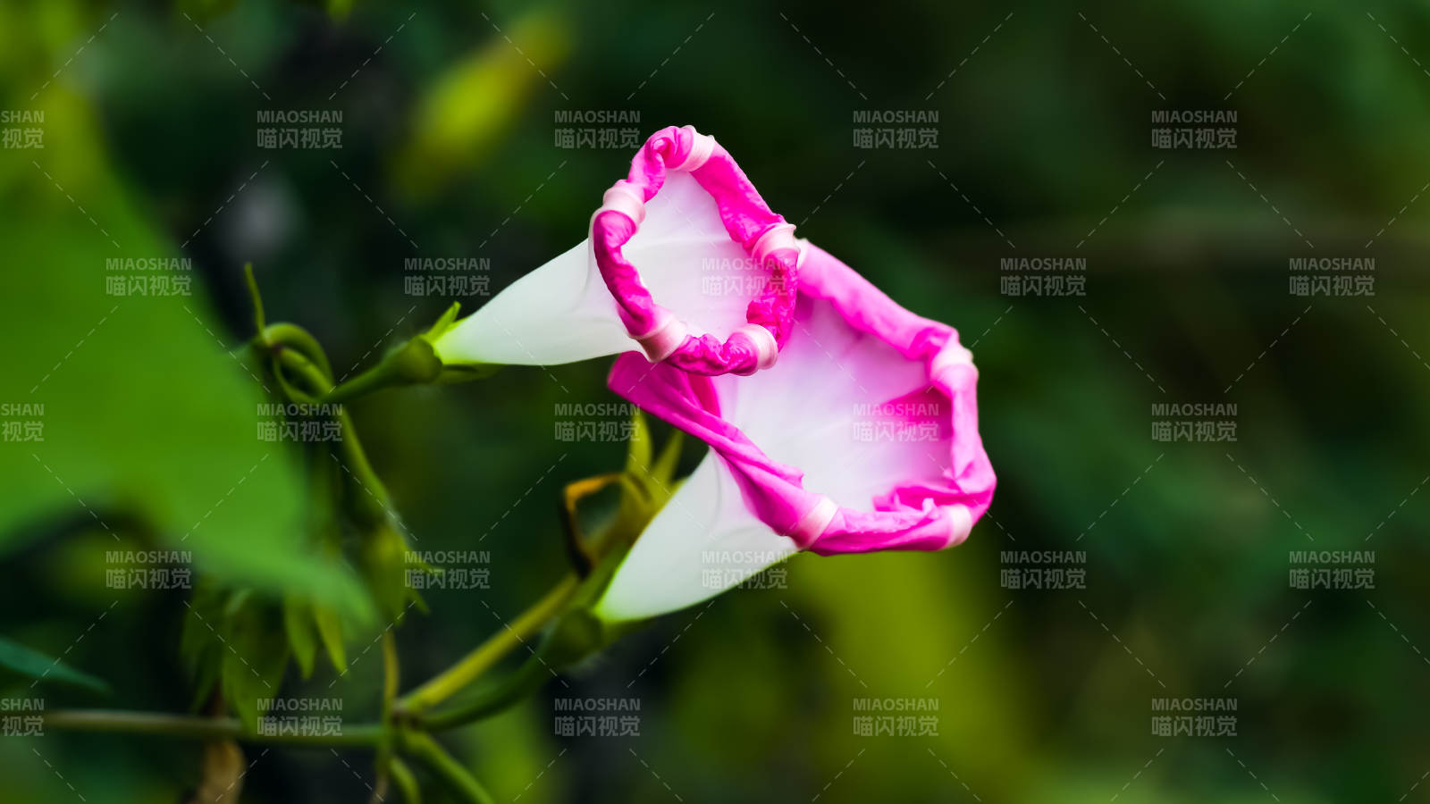 粉色喇叭花的美丽瞬间图片