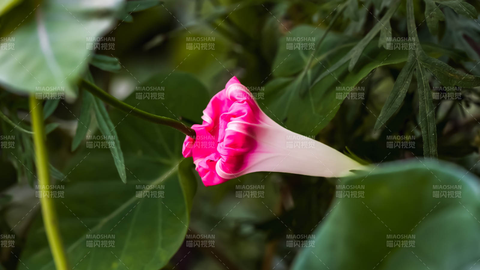 粉色喇叭花在绿叶中绽放图片