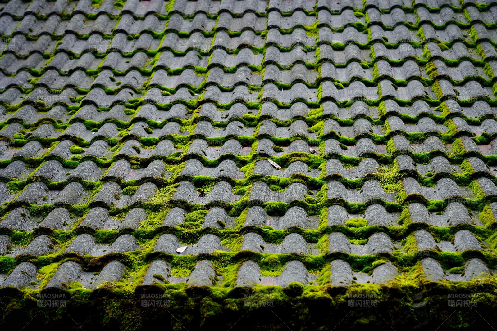 青苔覆盖的瓦屋顶图片