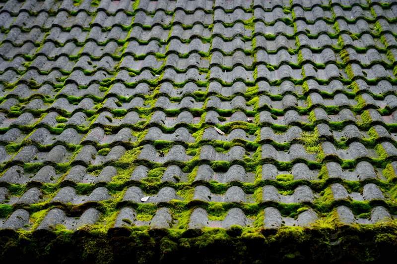 青苔覆盖的瓦屋顶图片