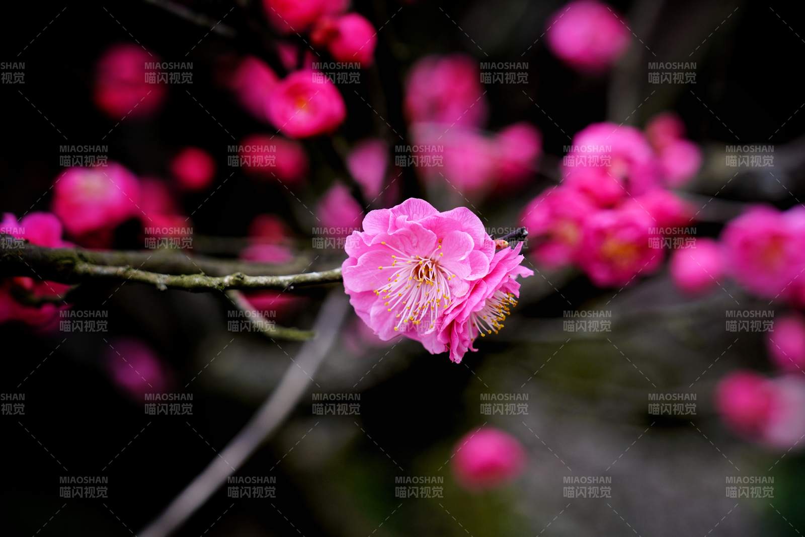 梅花绽放枝头图片