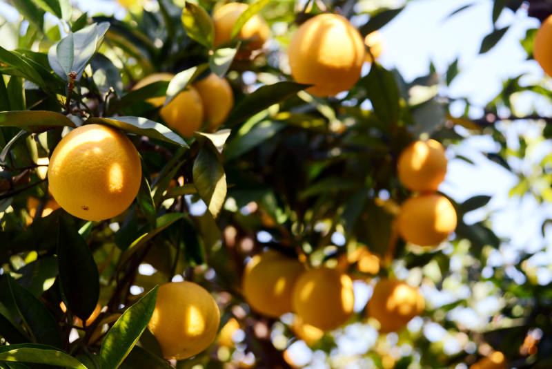 阳光下的橙子树果实累累图片