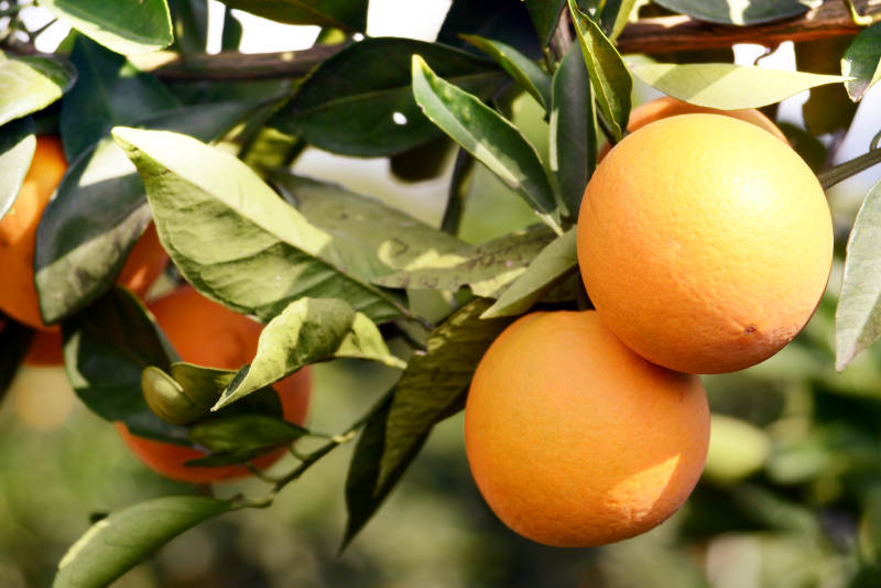 橙子树上的新鲜果实图片