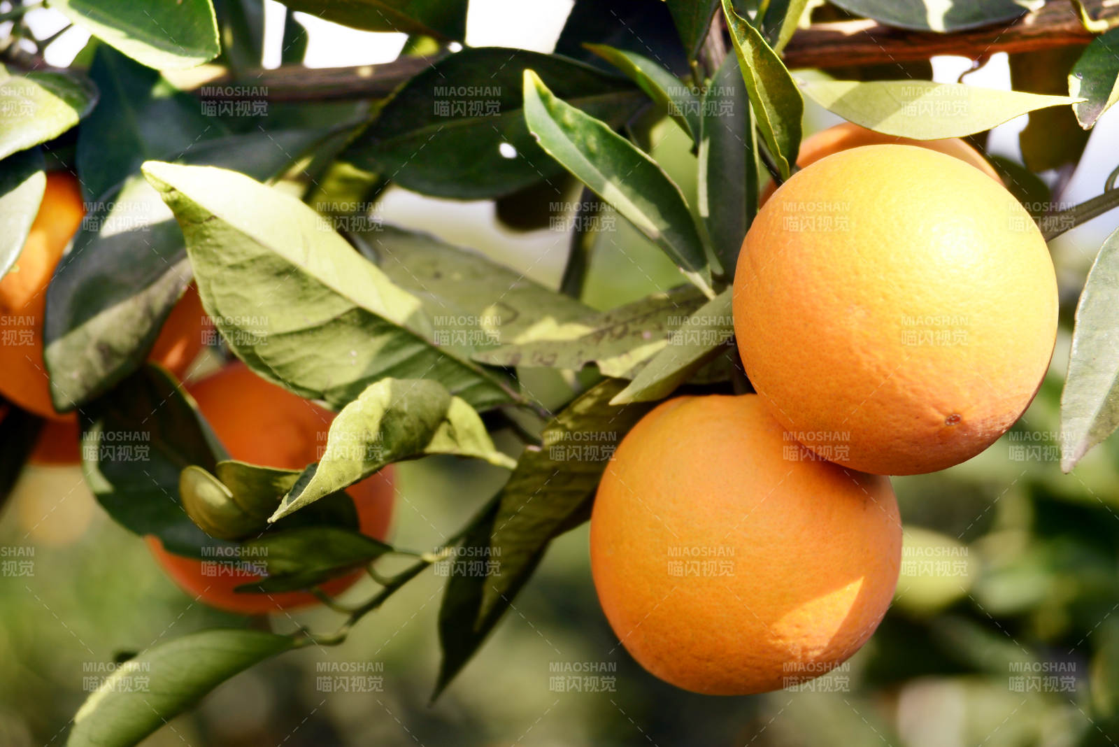 橙子树上的新鲜果实图片