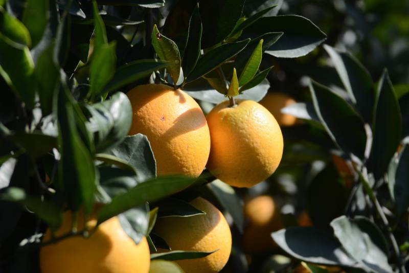 阳光下的橙子树果实累累图片