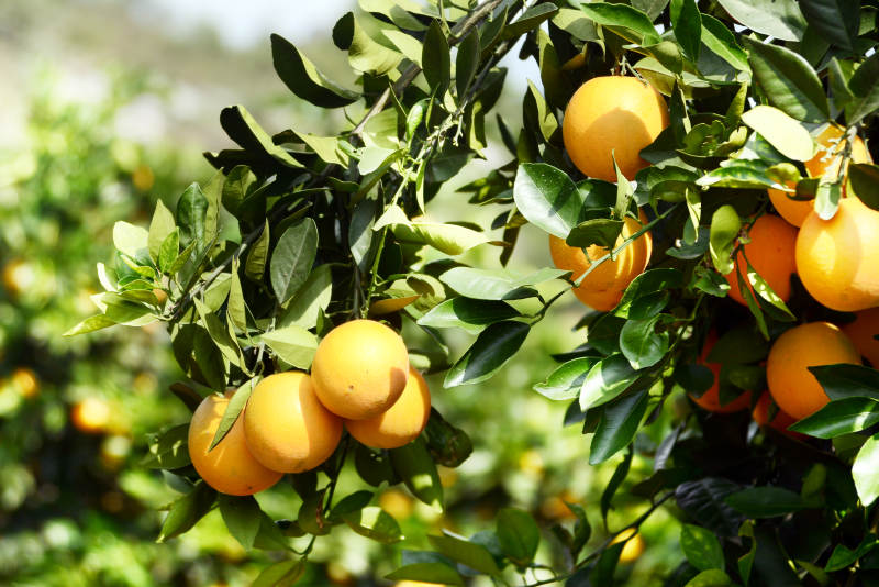 橙子树上的丰收果实图片