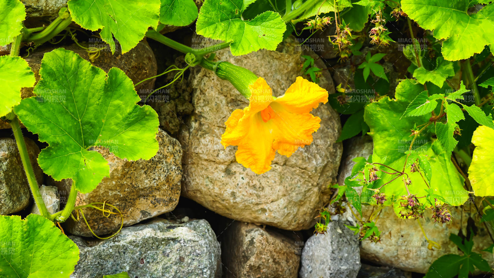 石缝中的橙色花朵图片