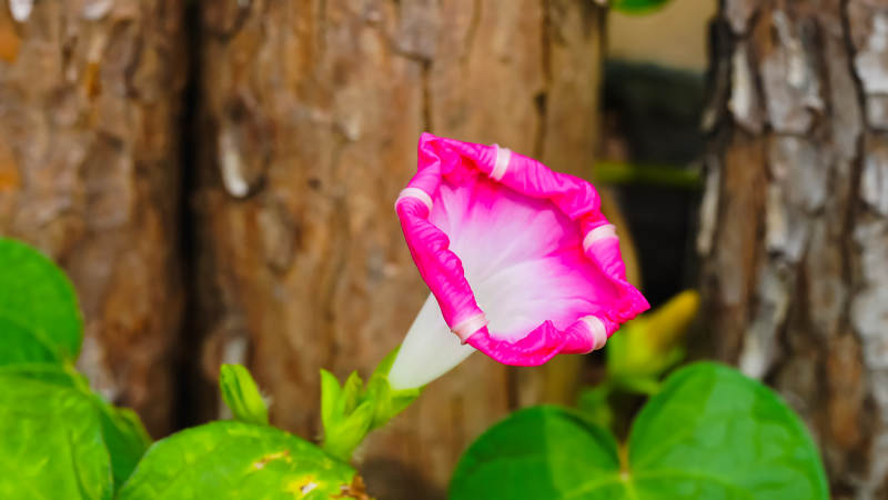 粉色牵牛花绽放于绿叶间图片