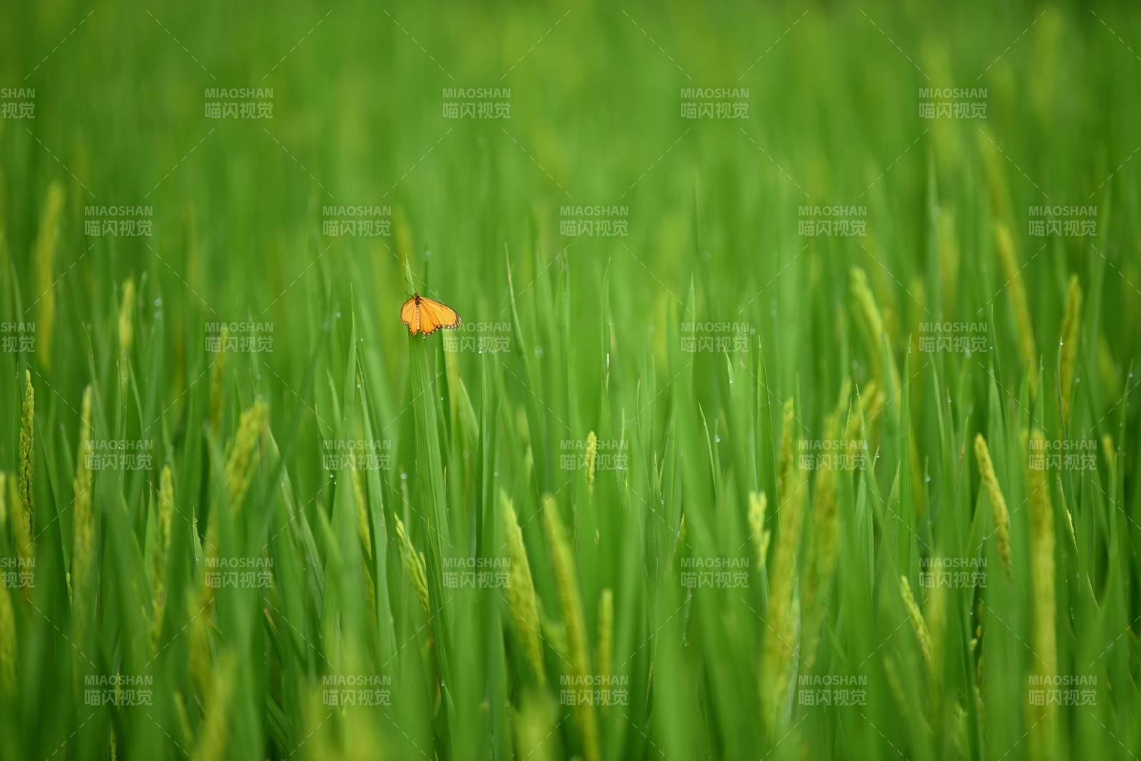 稻田中的橙色蝴蝶图片