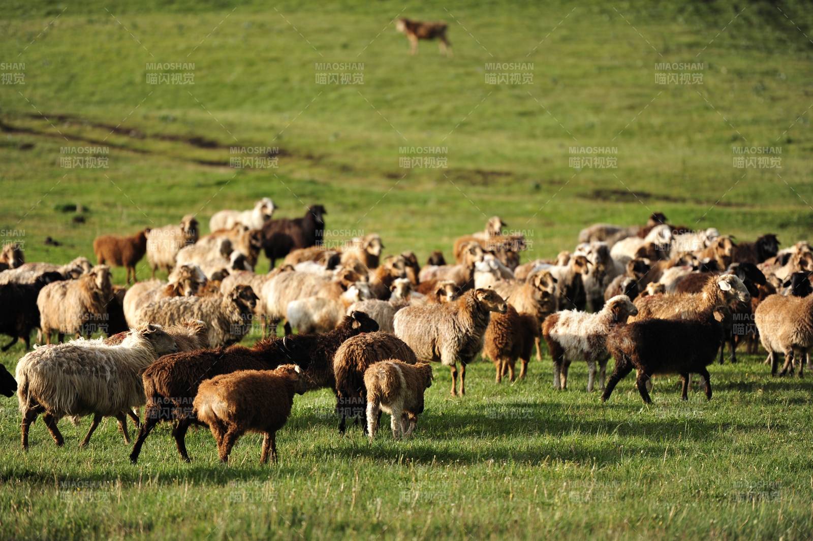 草原上的羊群和牧羊犬图片