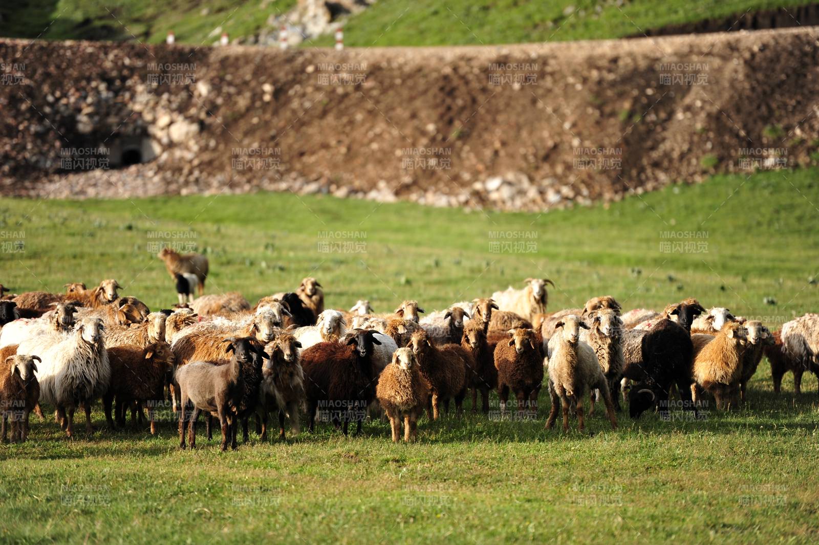 草原上的羊群图片