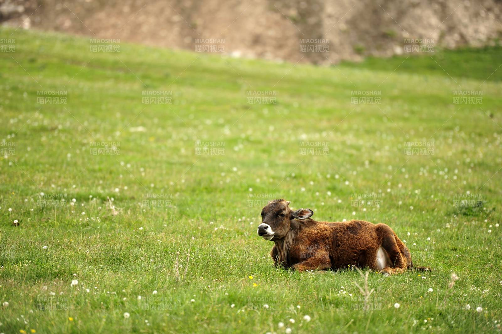 新疆喀拉峻小牛卧草地上图片