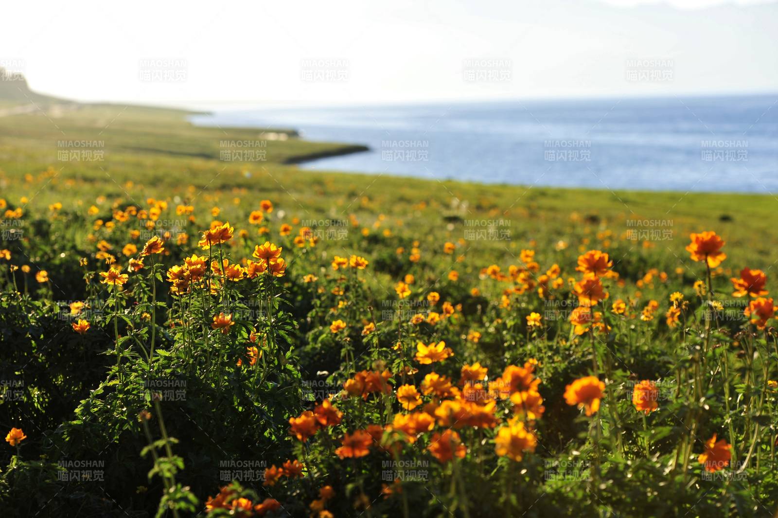 新疆赛里木湖边花海美景图片