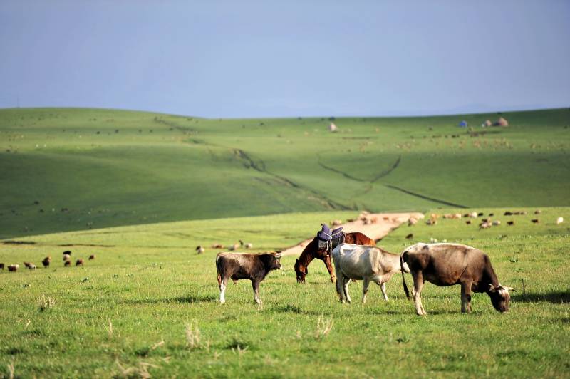 新疆喀拉峻草原上的牛羊群图片
