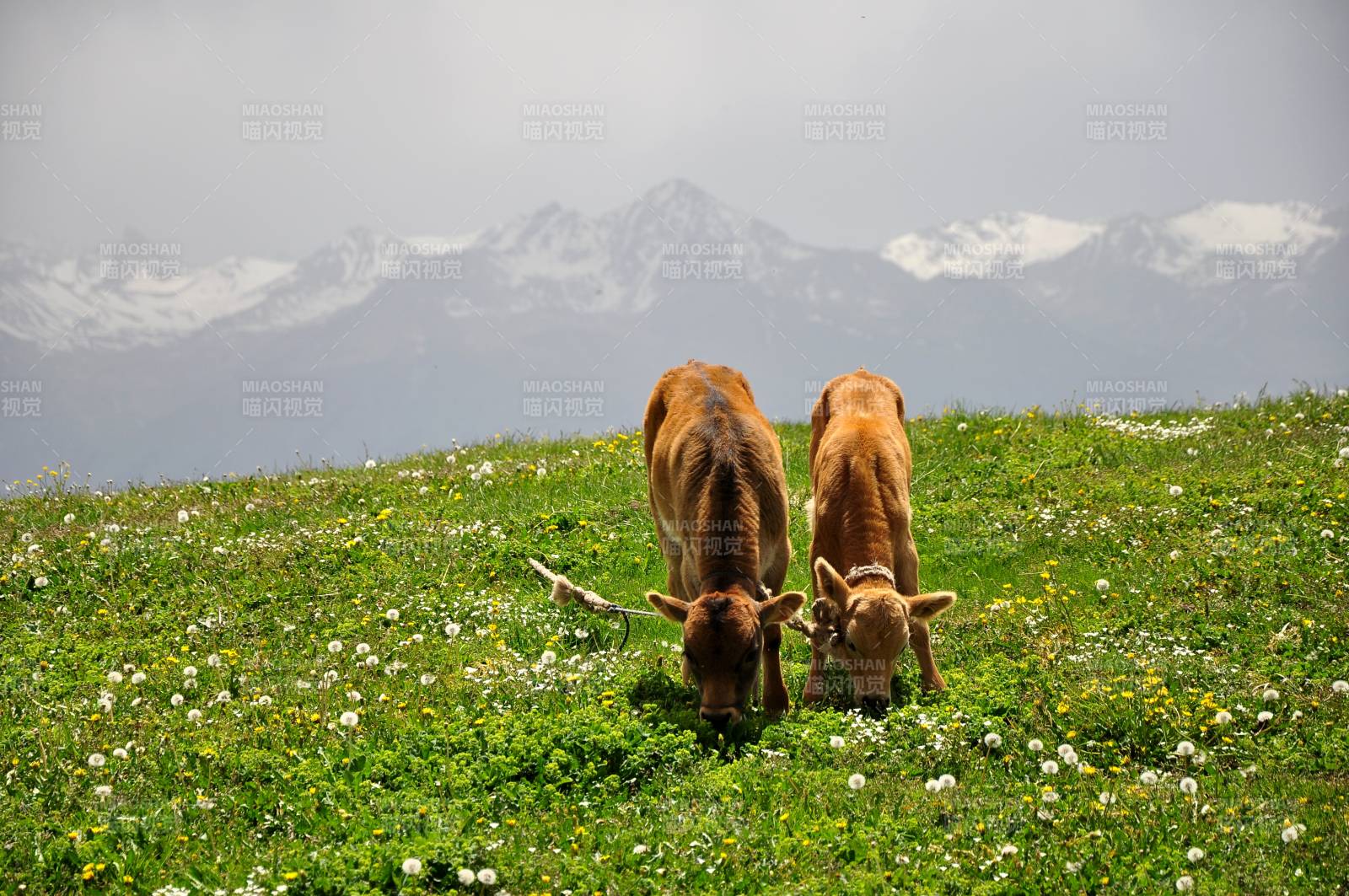 新疆喀拉峻草地上的两头牛图片