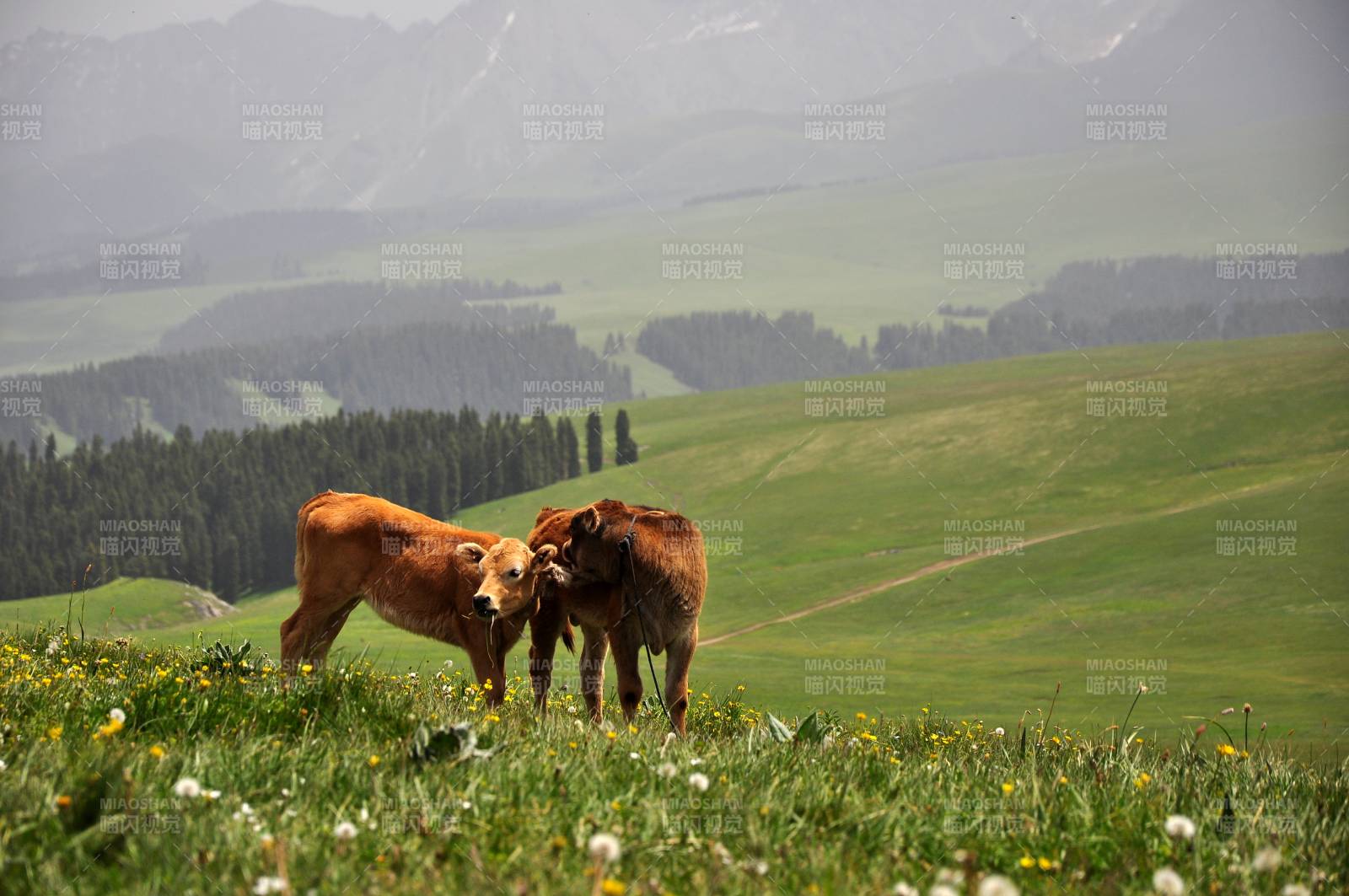 新疆喀拉峻草原上的牛犊与母牛图片