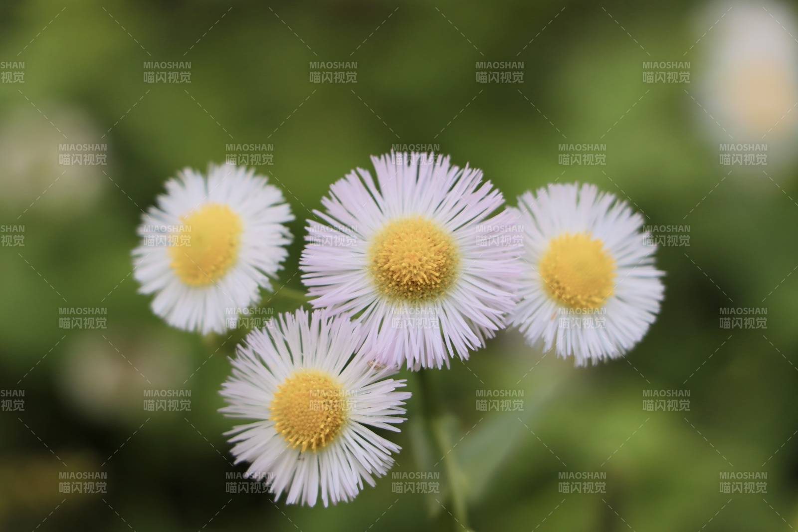 四朵小白花绽放图片