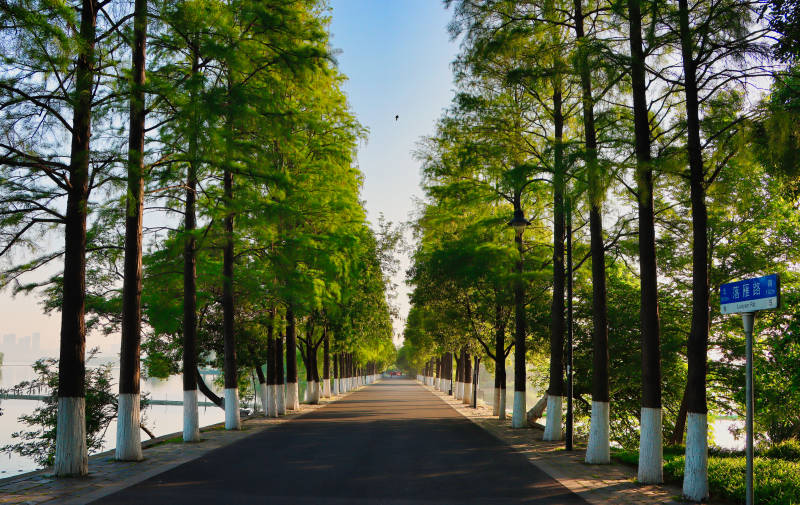 林荫道旁绿意浓图片