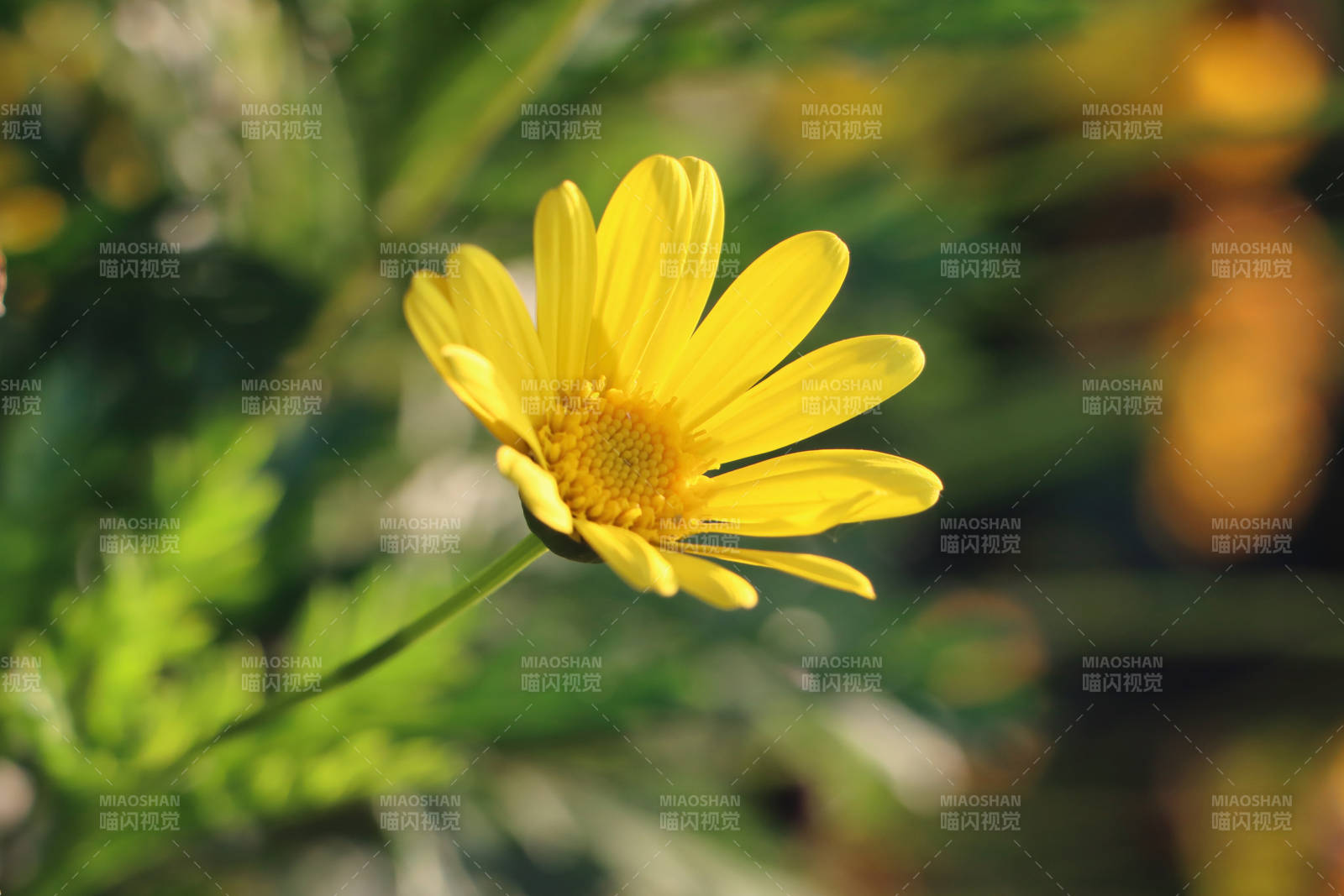 向日葵绽放图片