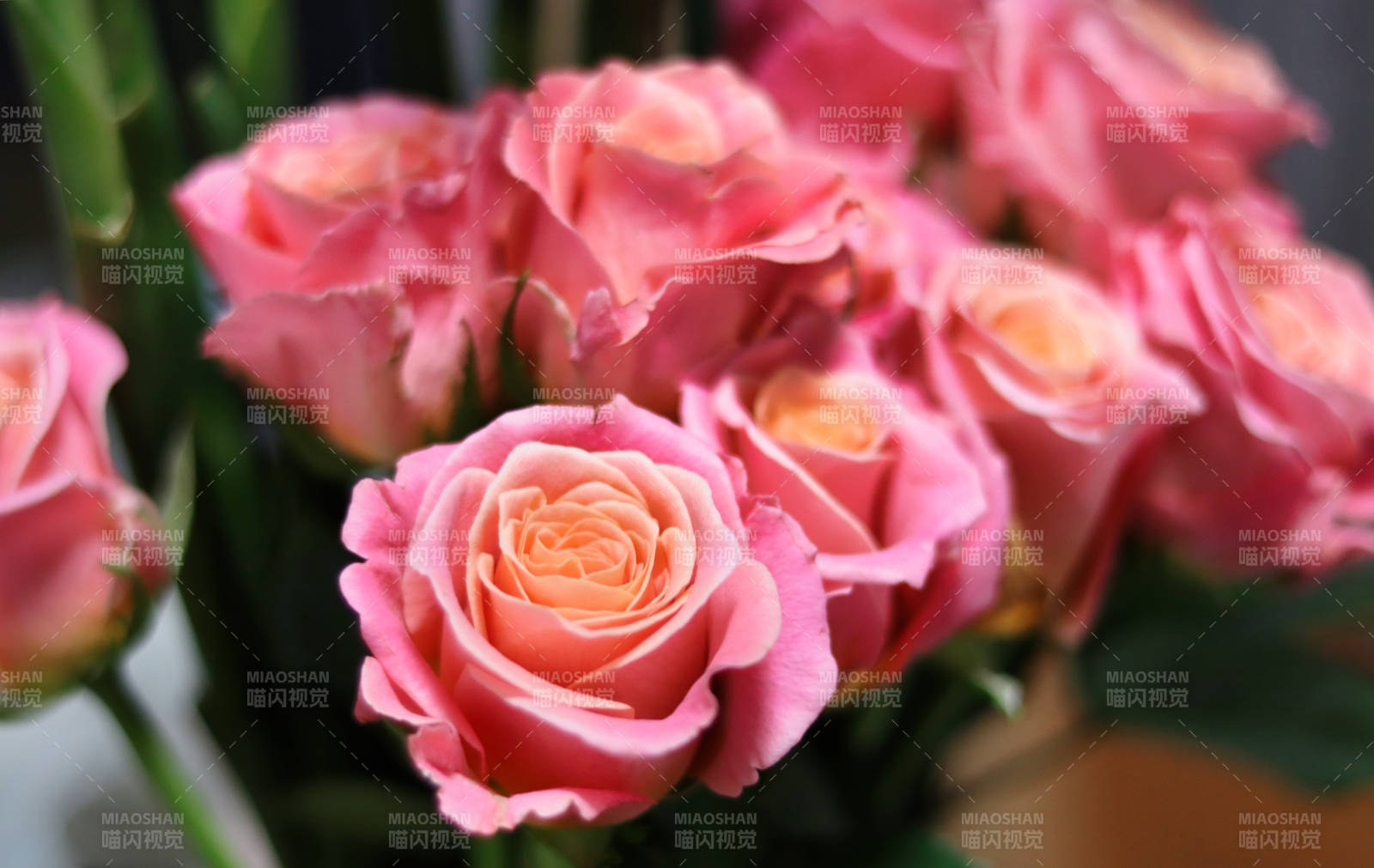 粉红玫瑰绽放图片