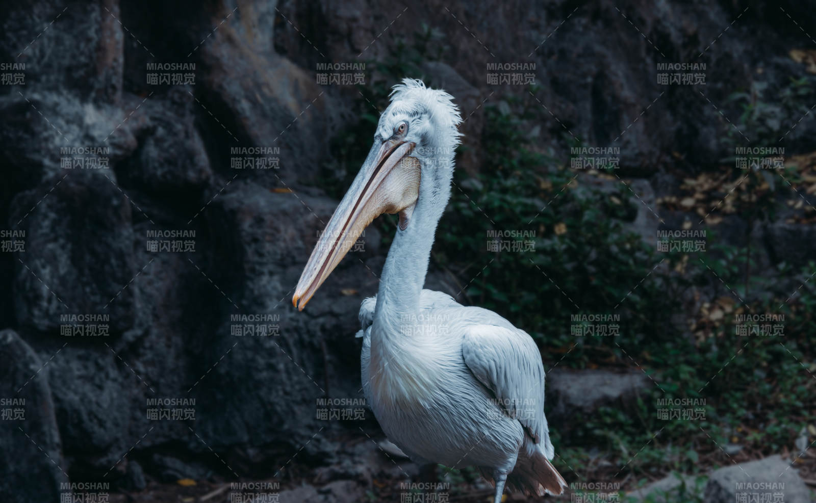 岩石旁的鹈鹕静立图片