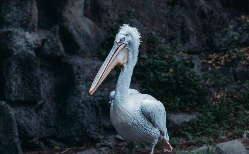 岩石旁的鹈鹕静立图片