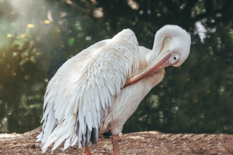 优雅的白鹈鹕自洁瞬间图片