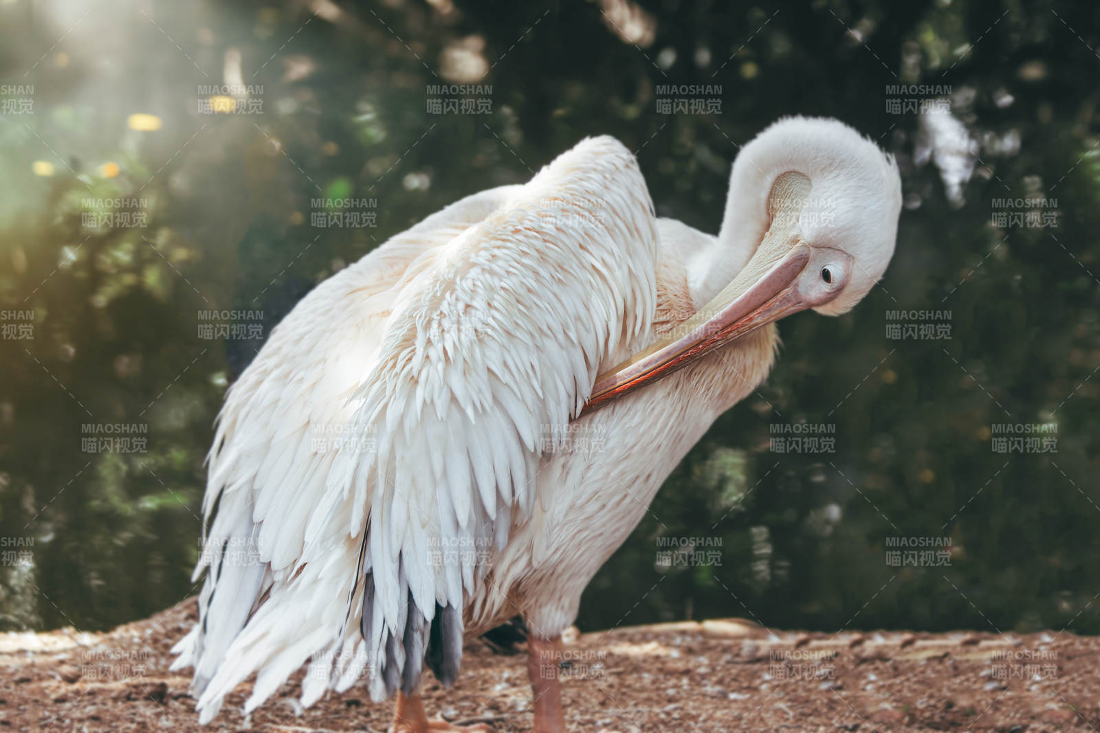优雅的白鹈鹕自洁瞬间图片