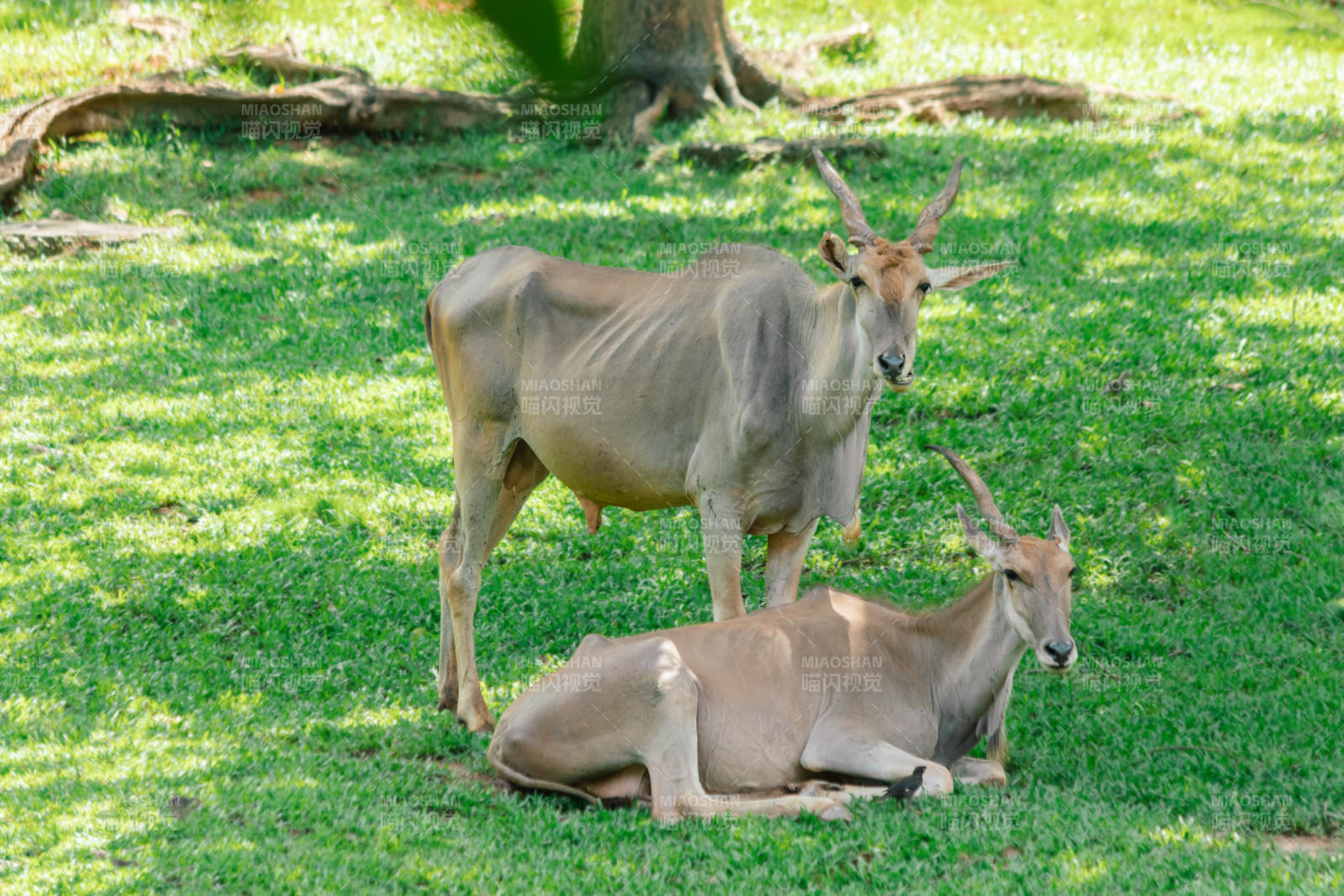 草原上的羚羊休息时光图片