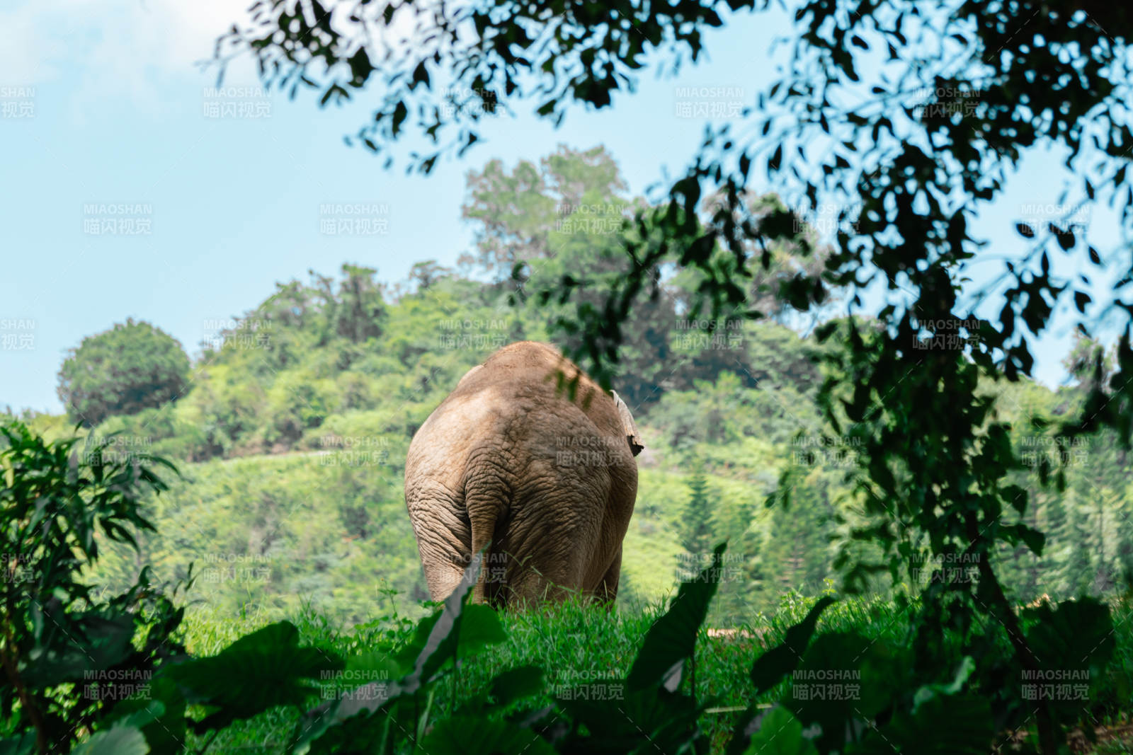 大象在绿野中行走图片