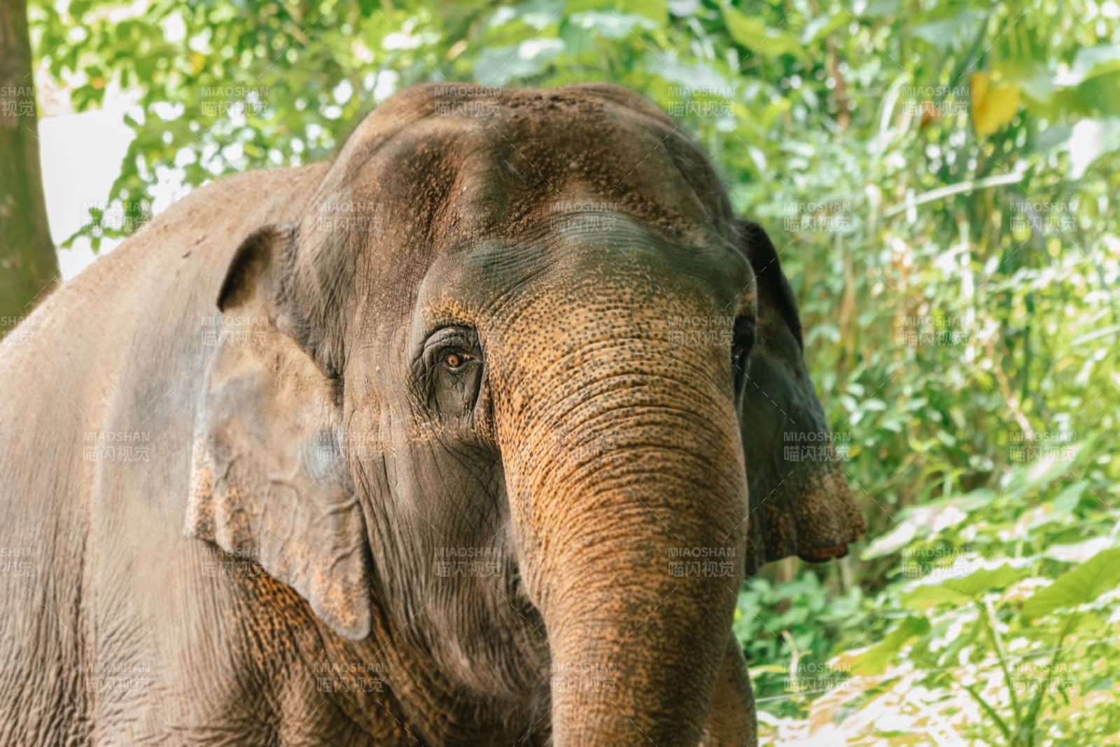 森林中的大象特写图片