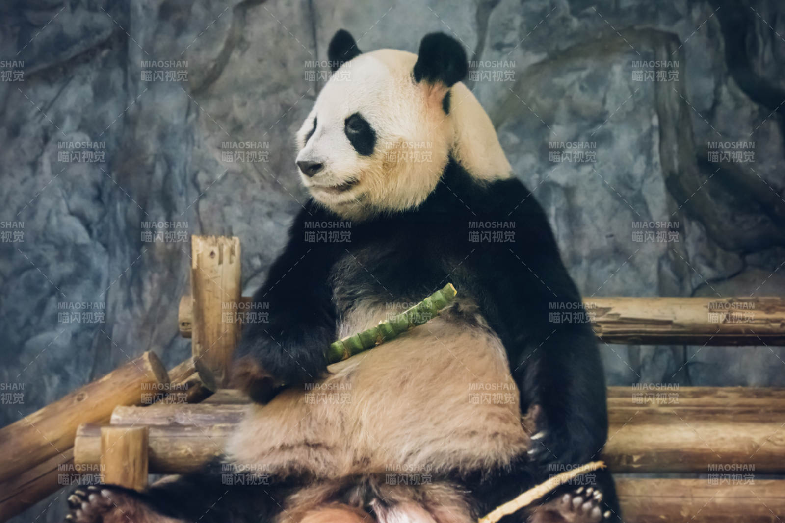 熊猫悠闲吃竹子图片