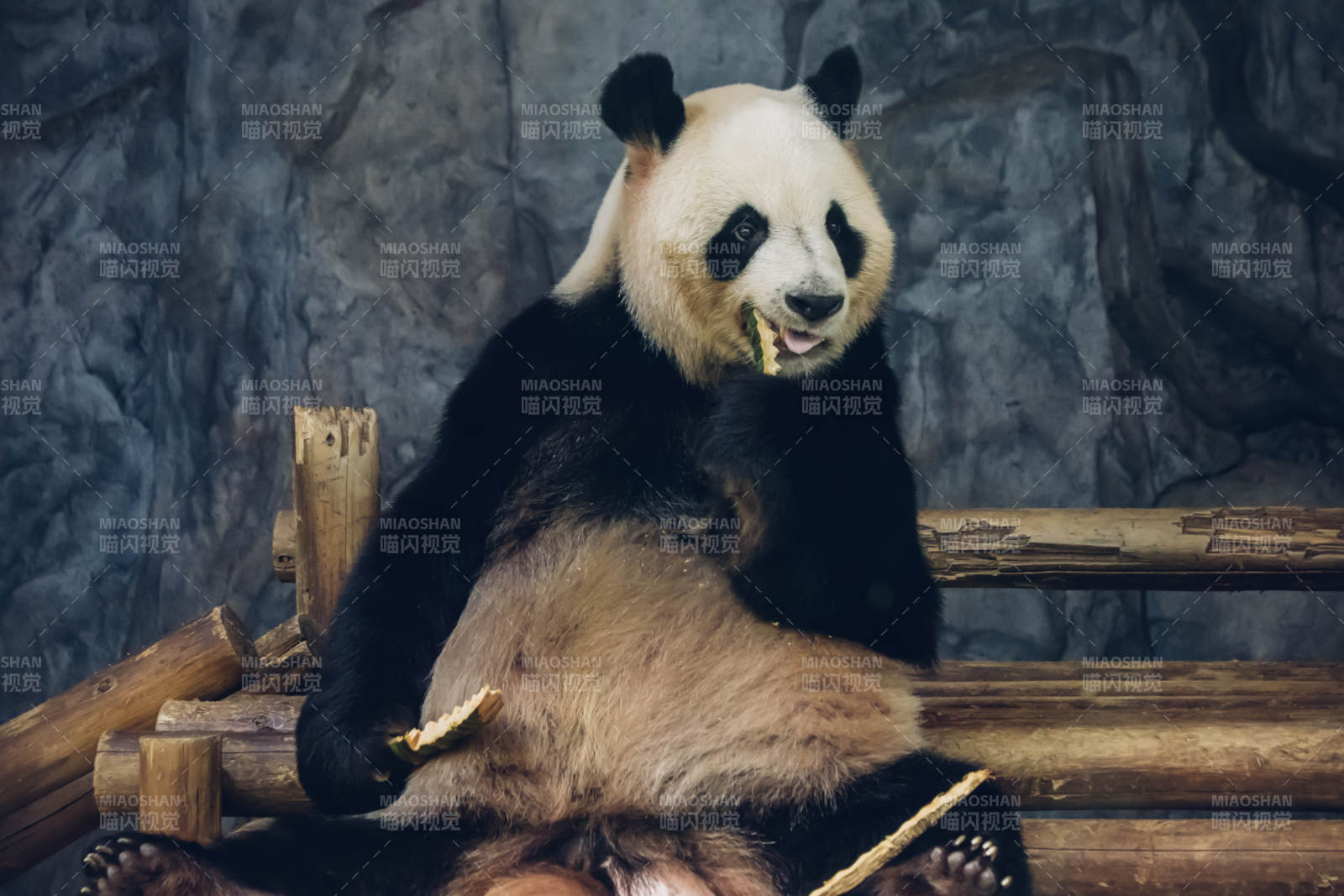 熊猫悠闲吃竹子图片