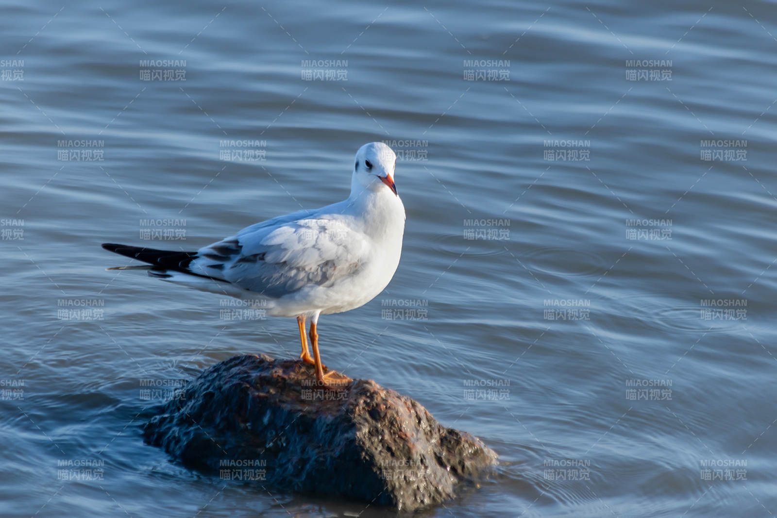 湖畔独栖的海鸥图片