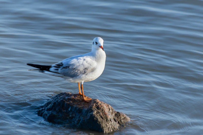 湖畔独栖的海鸥图片