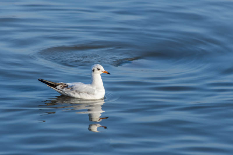 湖面静谧 鸥鸟悠游图片