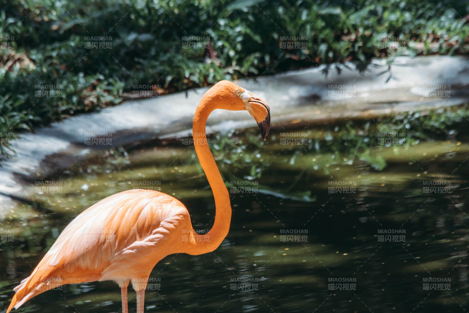 橙色火烈鸟悠然自得图片