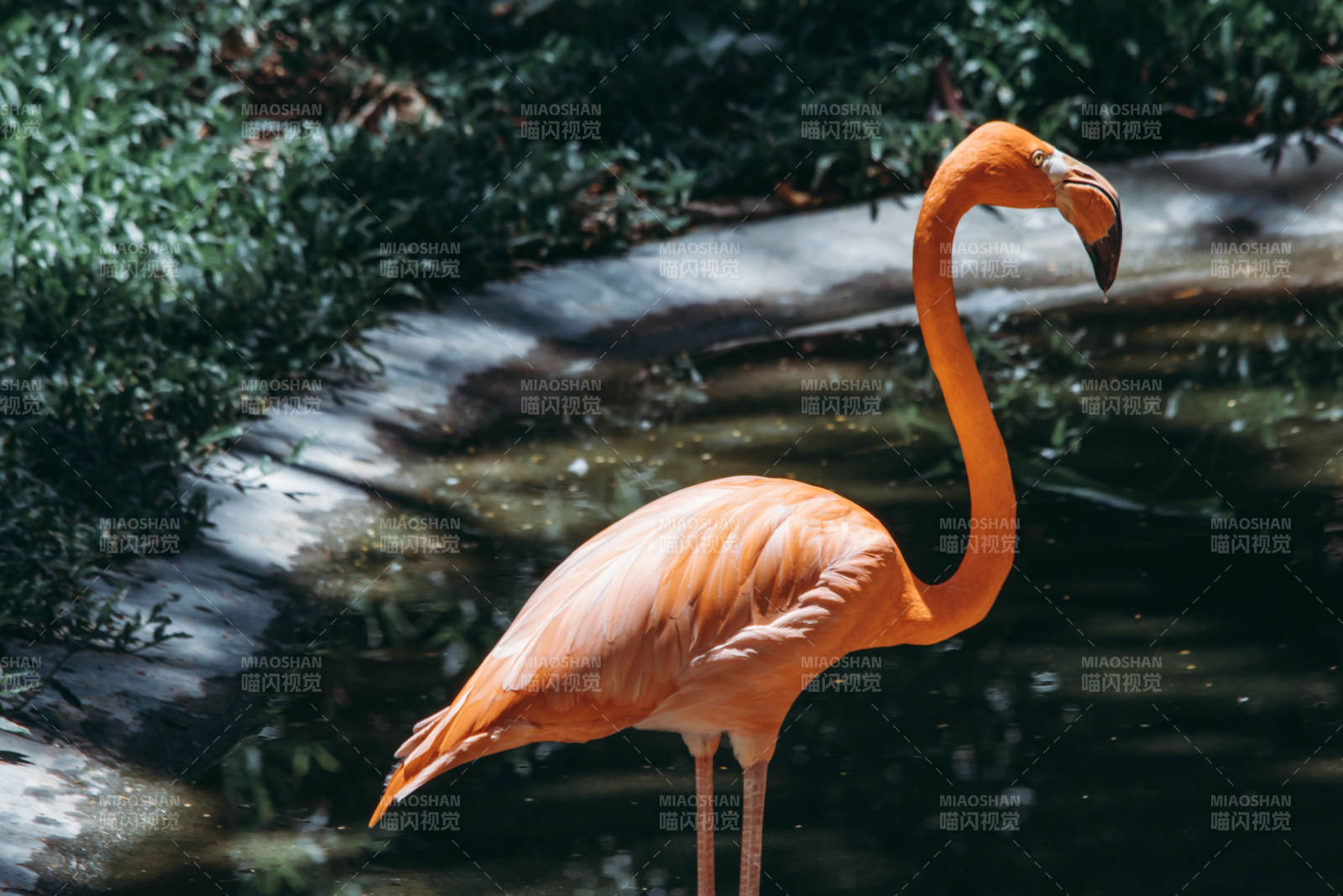 粉红火烈鸟的优雅姿态图片