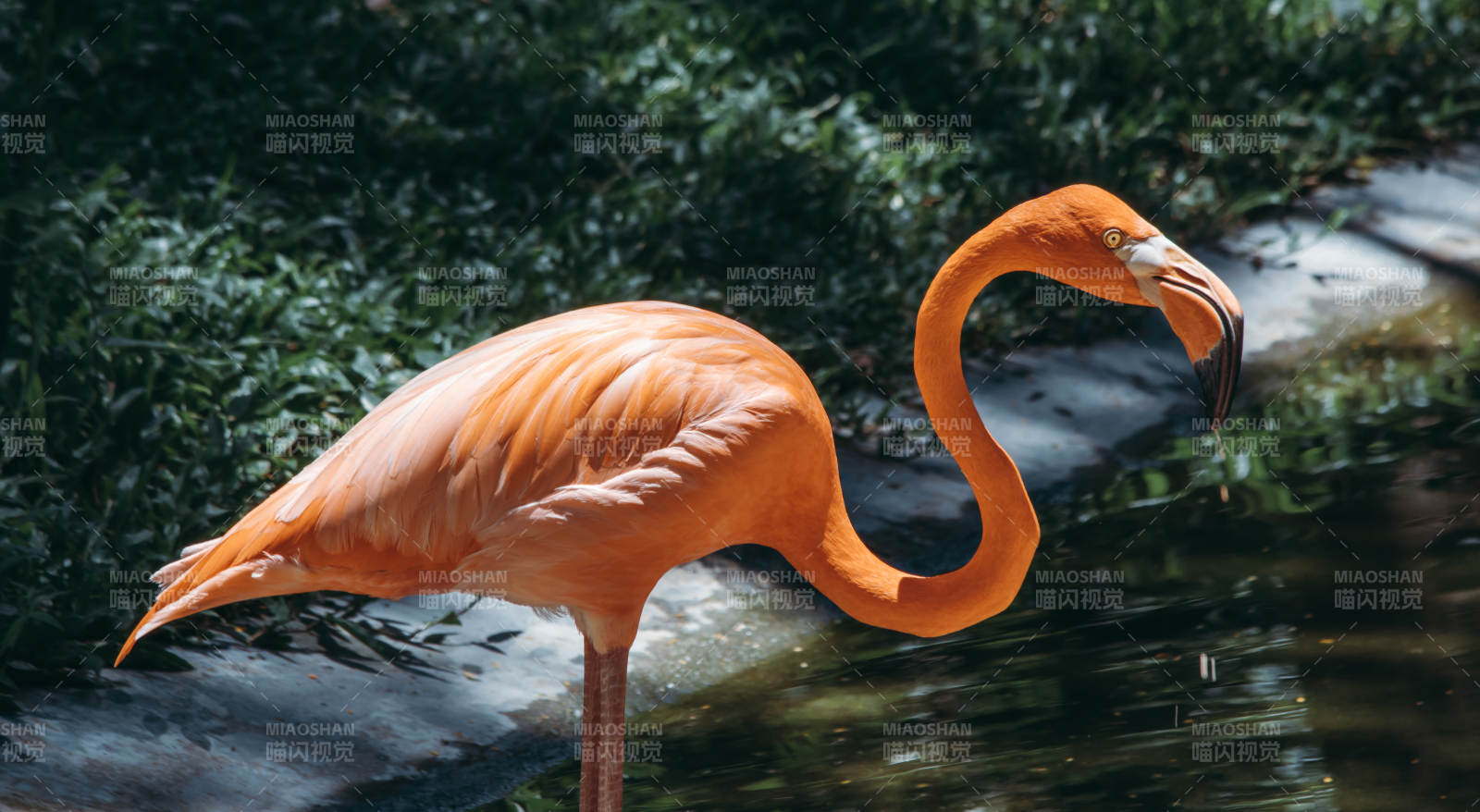 橙色火烈鸟饮水瞬间图片