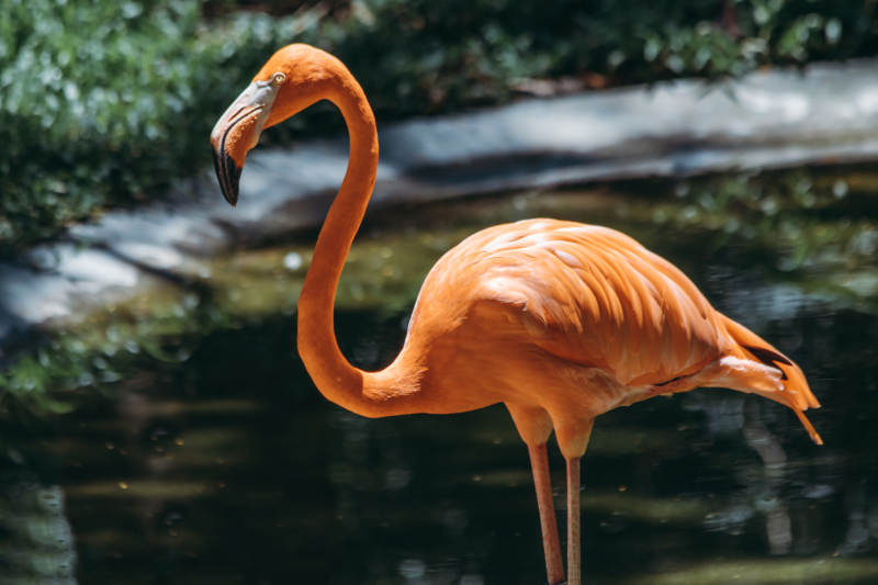 优雅的火烈鸟在水边图片