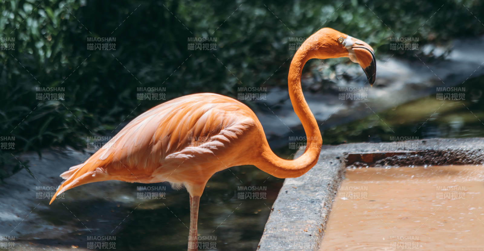 优雅的火烈鸟图片