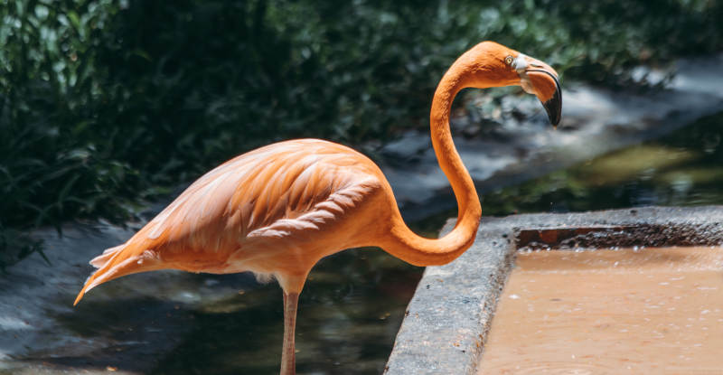 优雅的火烈鸟图片