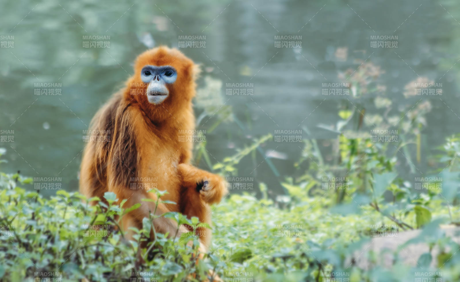 金丝猴在绿植旁休憩图片