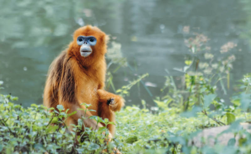 金丝猴在绿植旁休憩图片