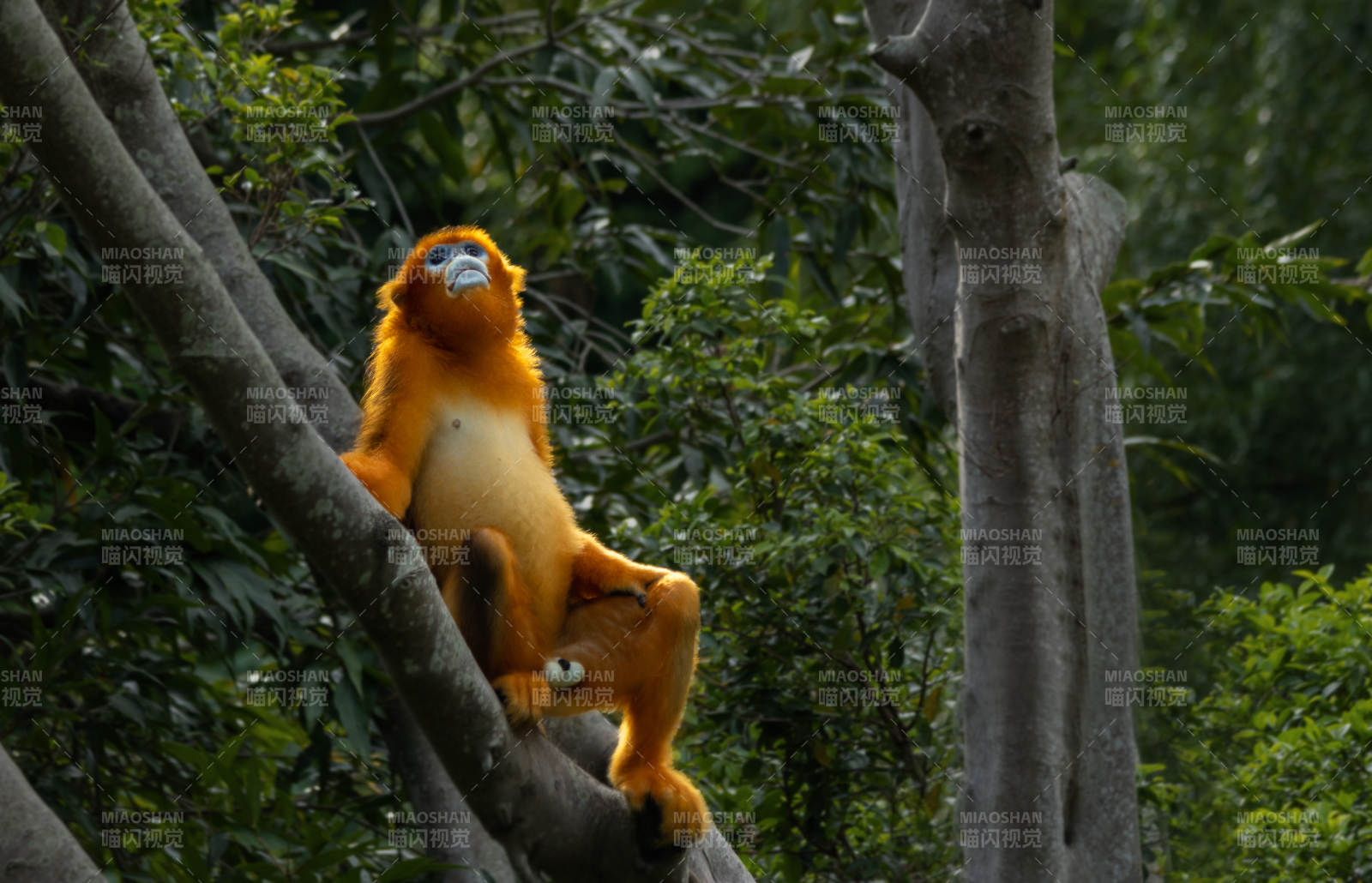 金丝猴树上休憩图片
