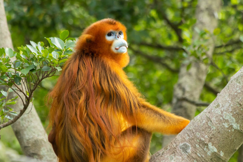 金丝猴栖息树梢图片