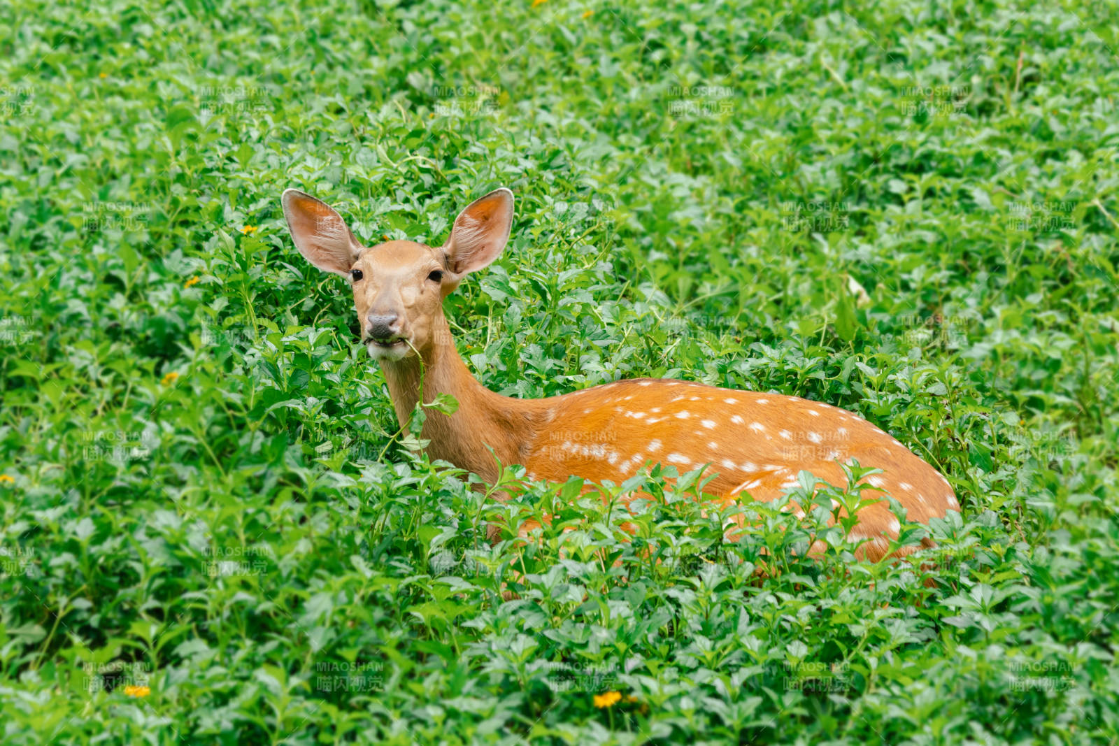 梅花鹿在绿草中休憩图片