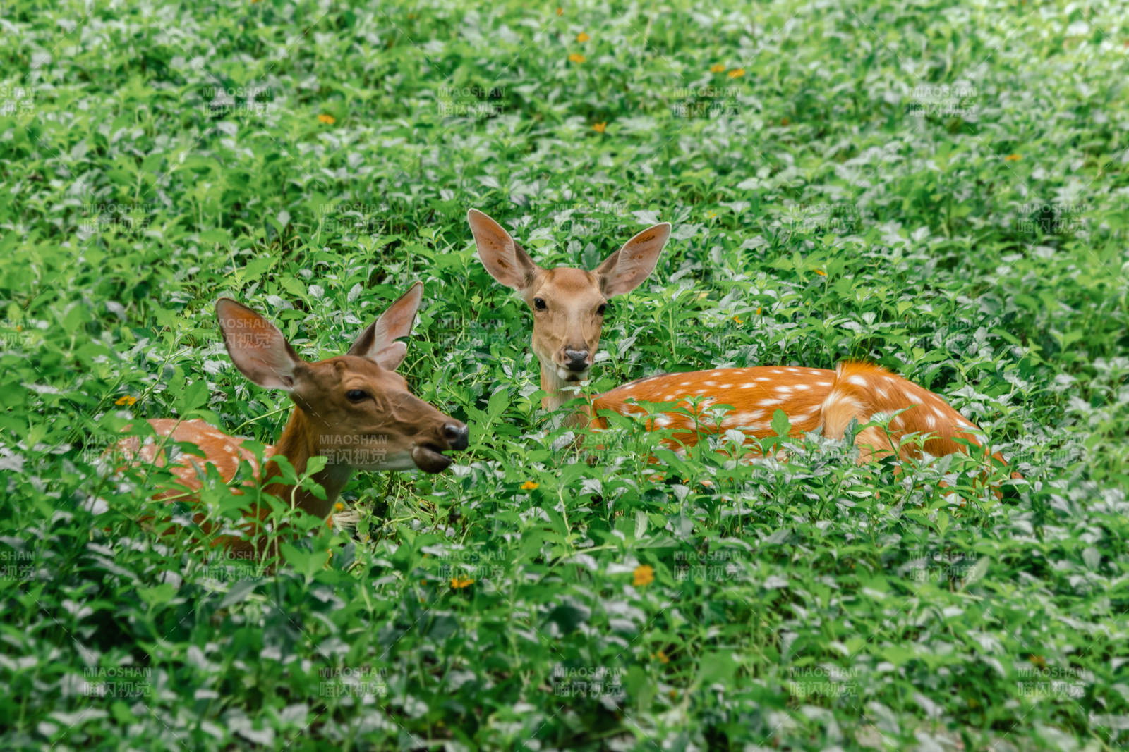 草地上的两只小鹿图片