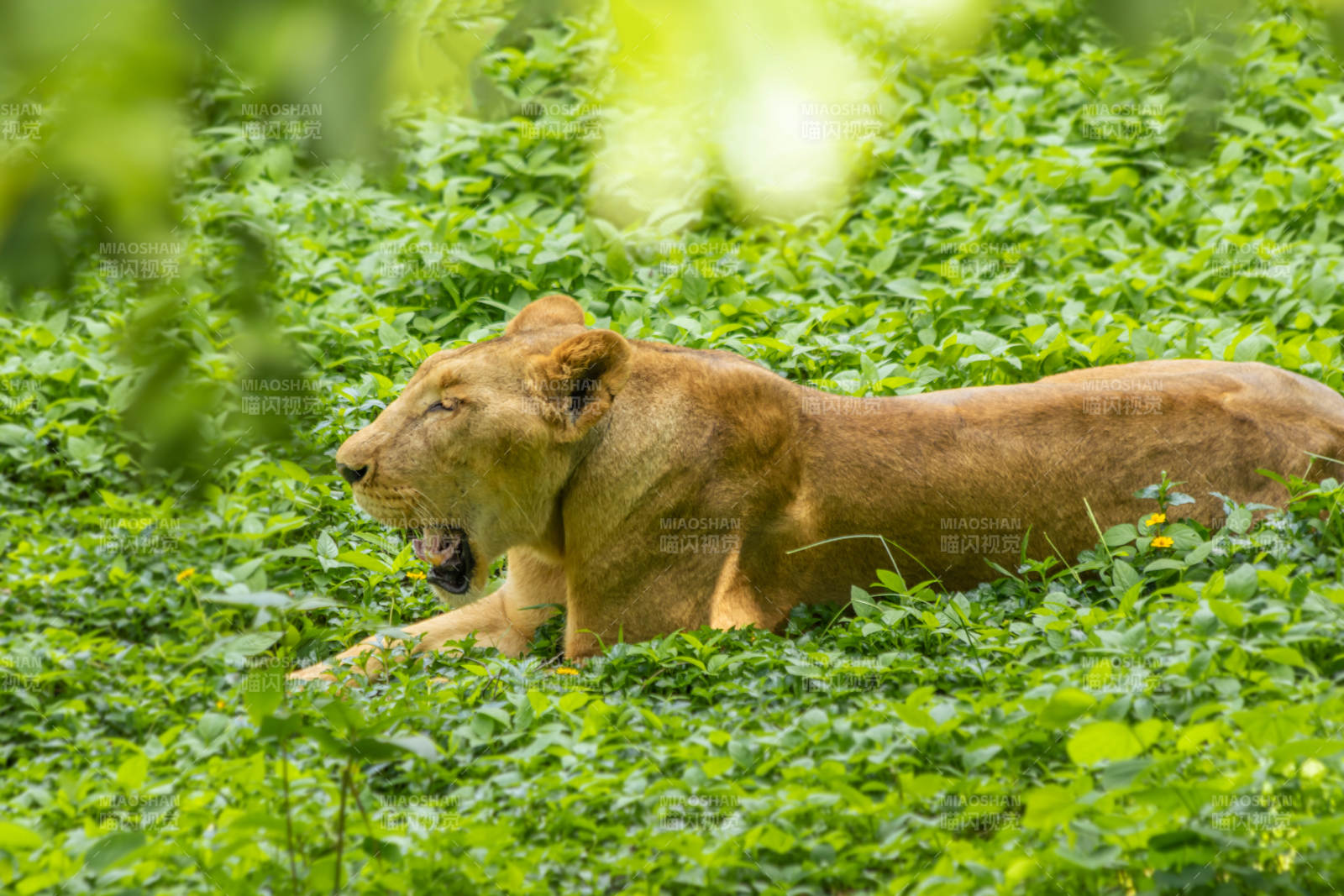 丛林中的母狮图片
